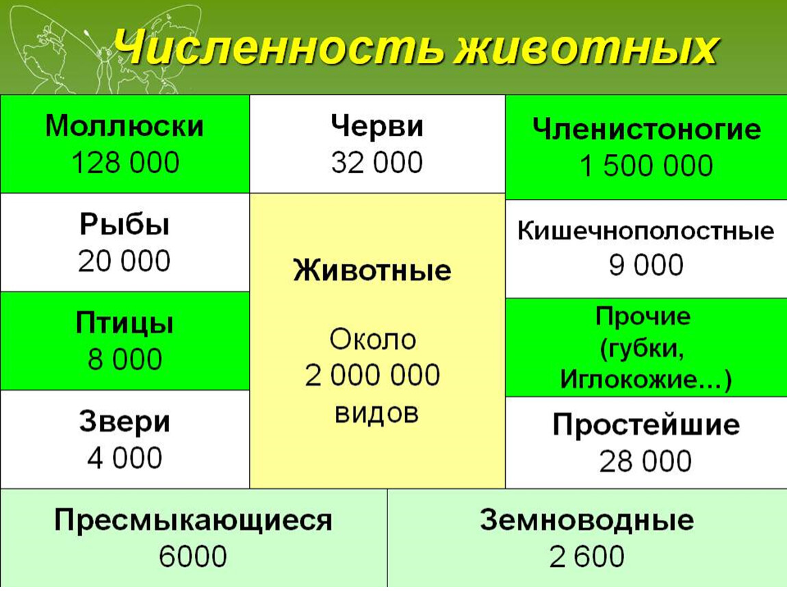 Сколько количество видов. Количество видов животных. Числа в виде животных. Сколько видов животных на земле. Сколько видов животных на земле на данный момент.