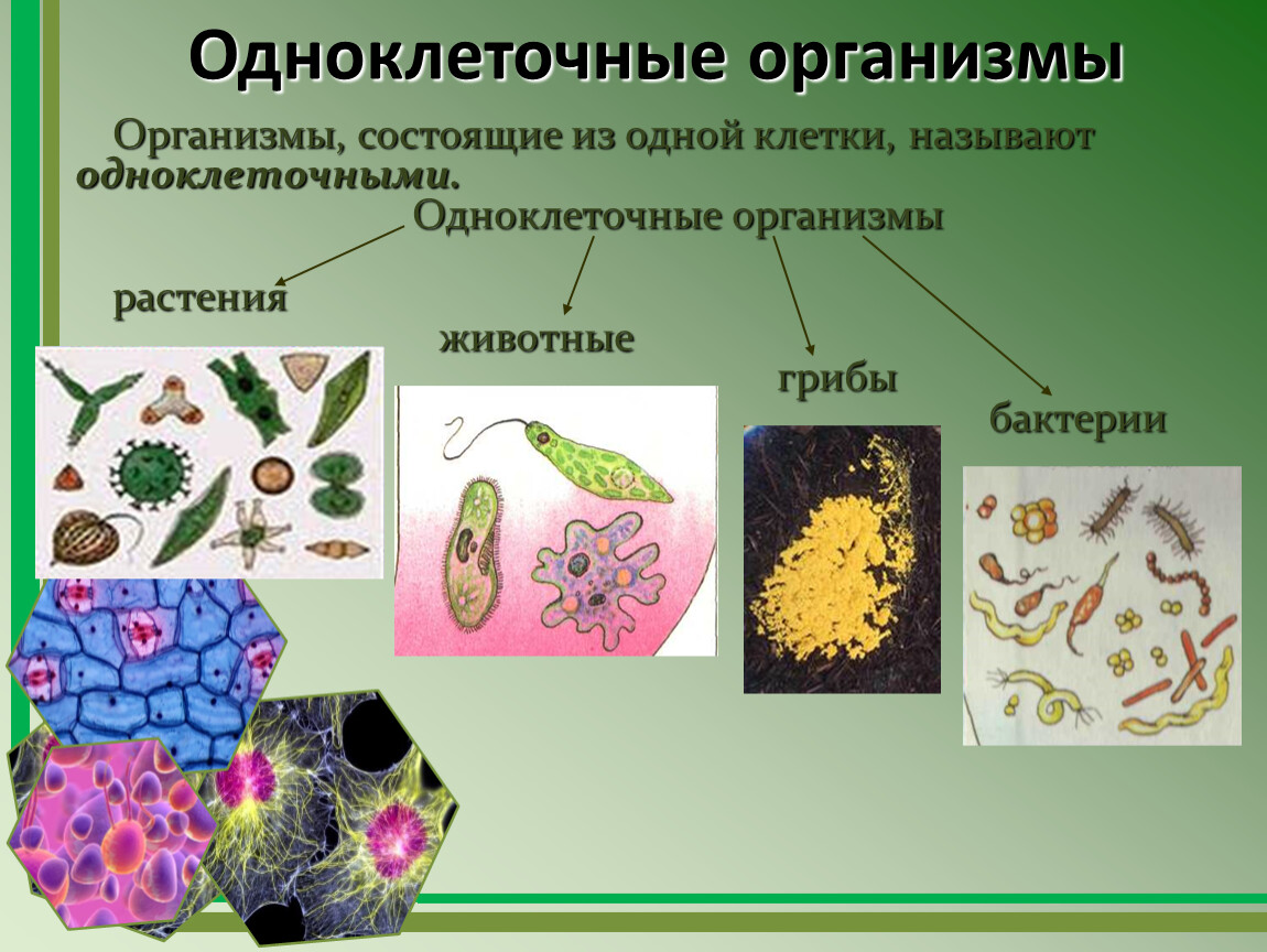 Дрожжи состоят из одной клетки