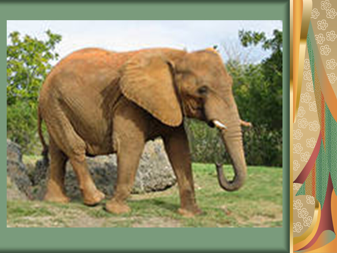 Сколько слонов в мире. Рост африканского слона. Самые большие наземные животные. Африканский слон Размеры. Туловище слона.