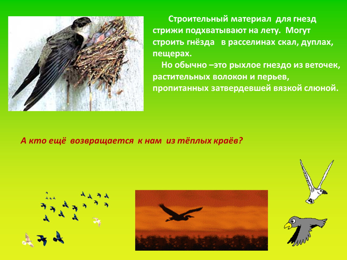 Стрижи птицы интересные факты фото