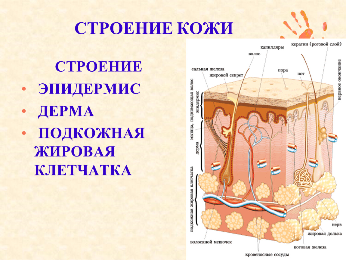 Биология покровы тела строение и функции кожи