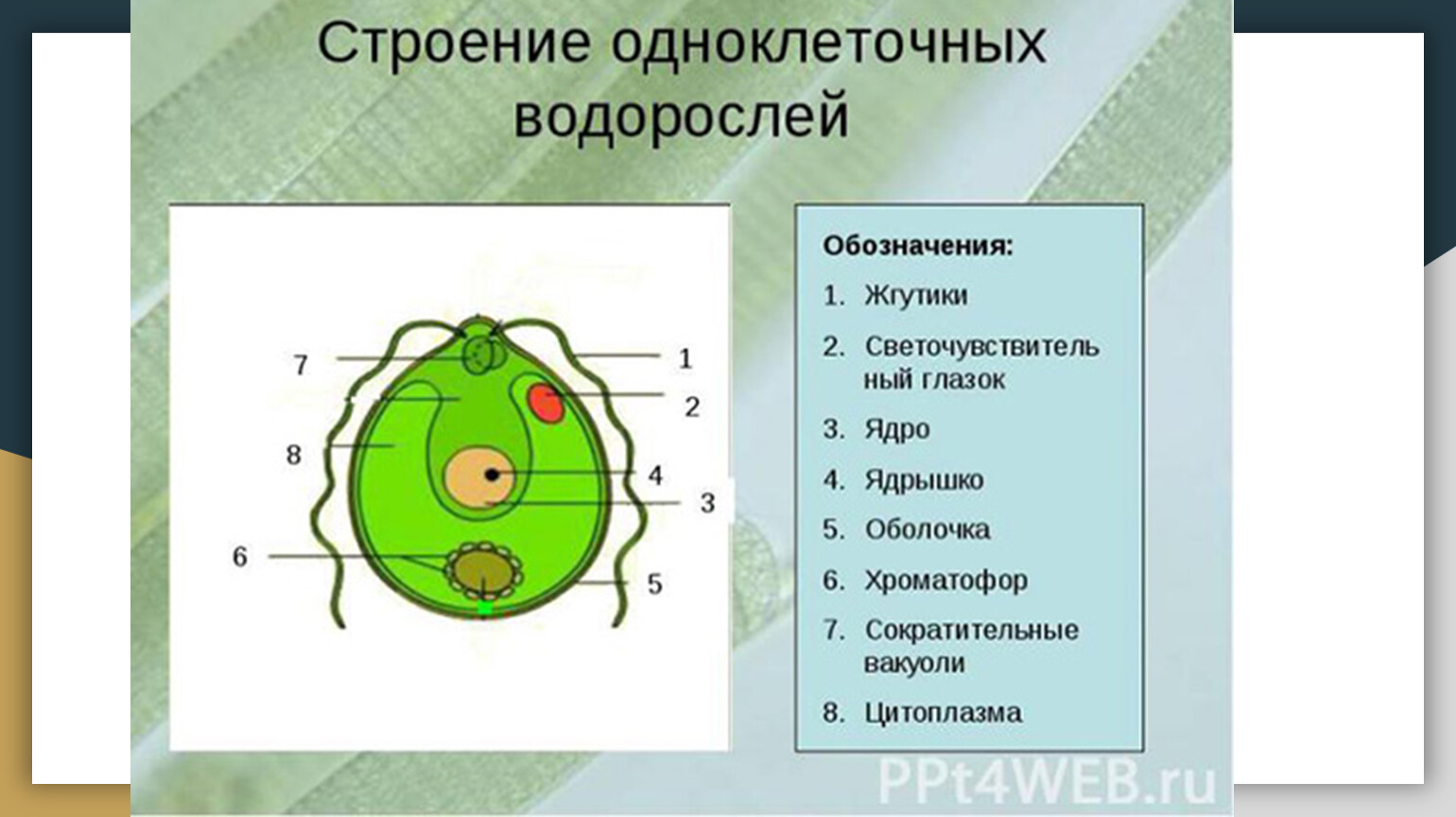 Таблица хламидомонада. Строение клетки водоросли 7 класс. Строение водорослей 2 класс. Строение зеленых одноклеточных водорослей. Одноклеточные водоросли строение клетки.