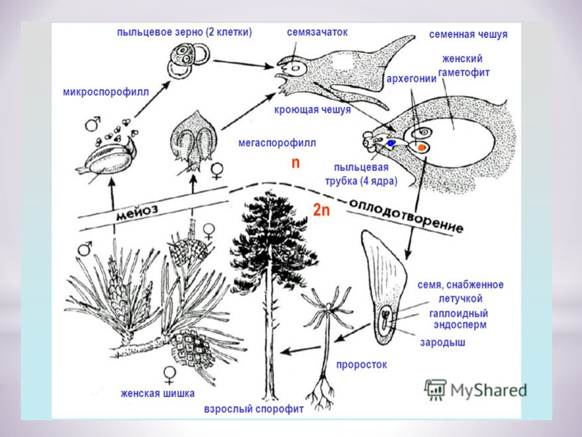 Эндосперм гаметофит. Цикл развития голосеменных растений схема. Схема жизненного цикл годосеменных растений. Жизненный цикл голосеменных схема. Жизненный цикл голосеменных растений схема.