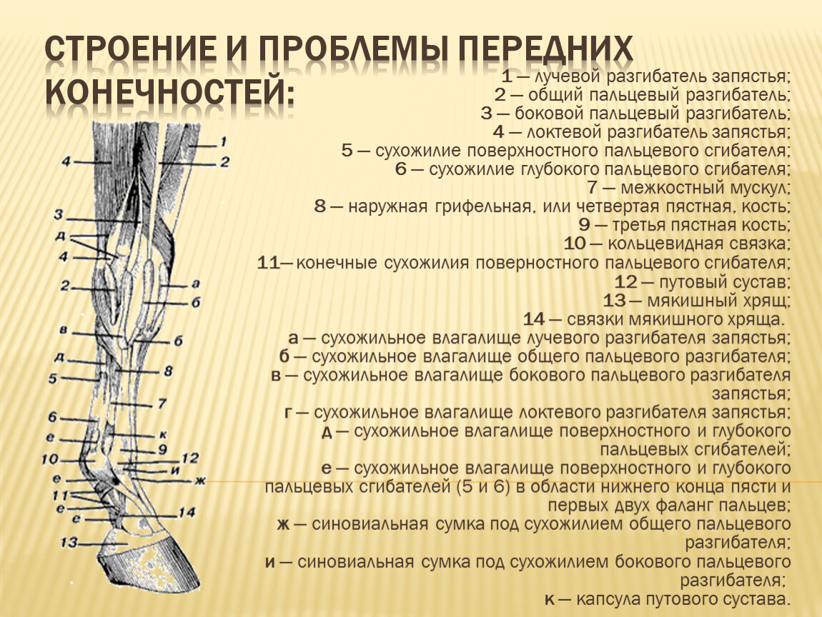 Стенозирующий лигаментит