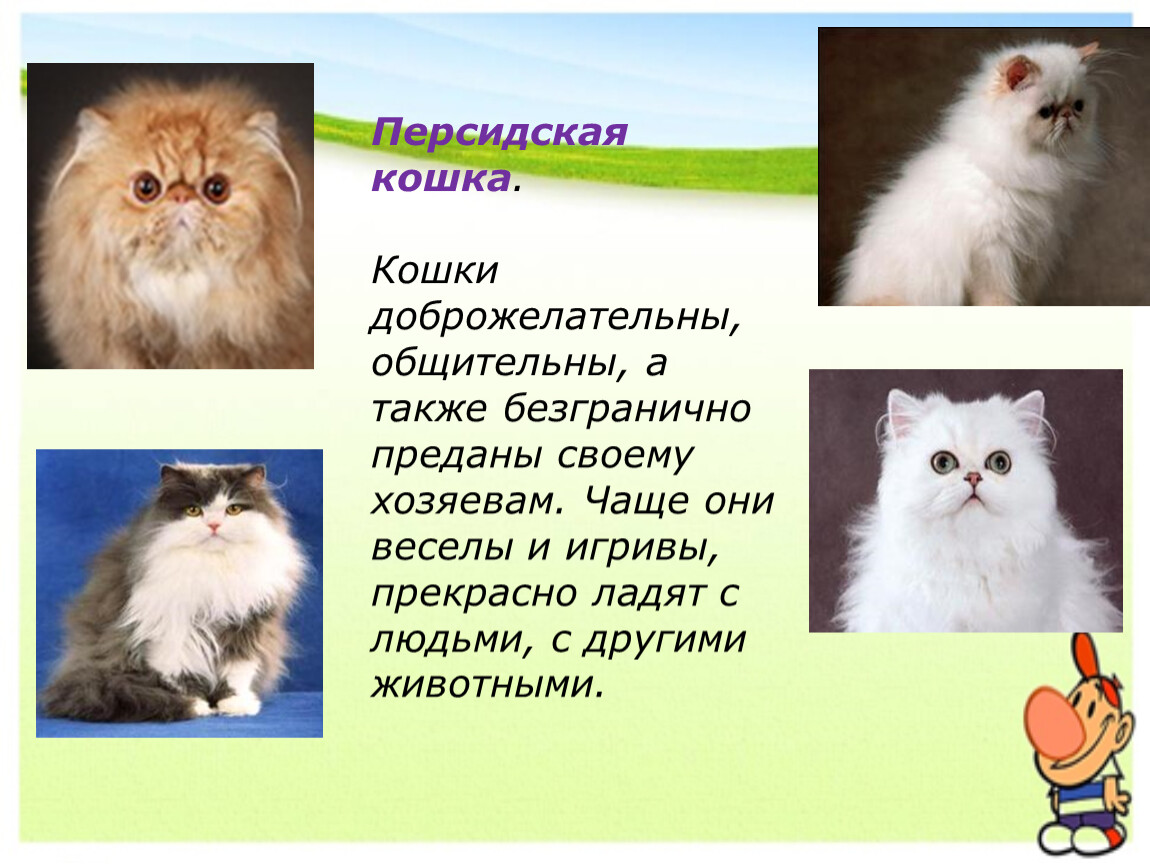 Презентация на тему кошки