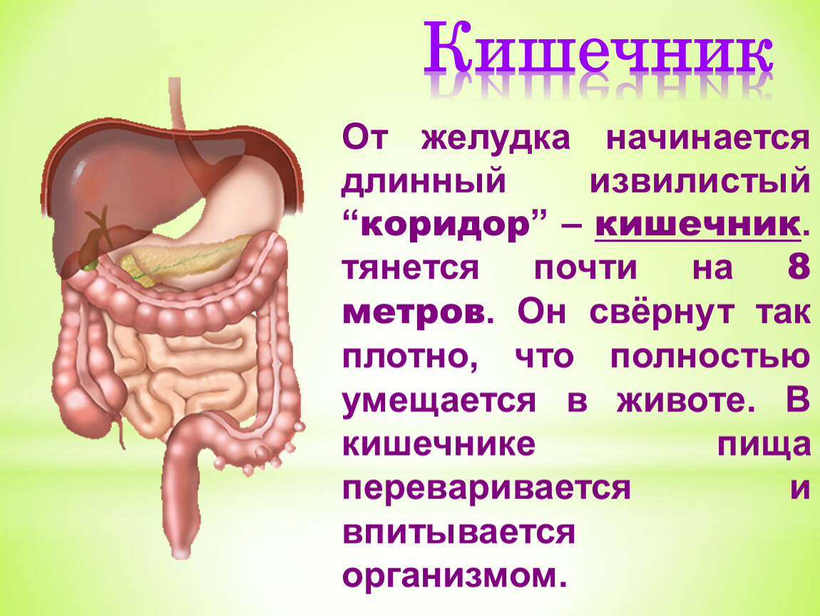 Тонкий кишечник система органов какая. Строение кишечника человека. Кишечник человека стро. Строение тела человека кишечник.