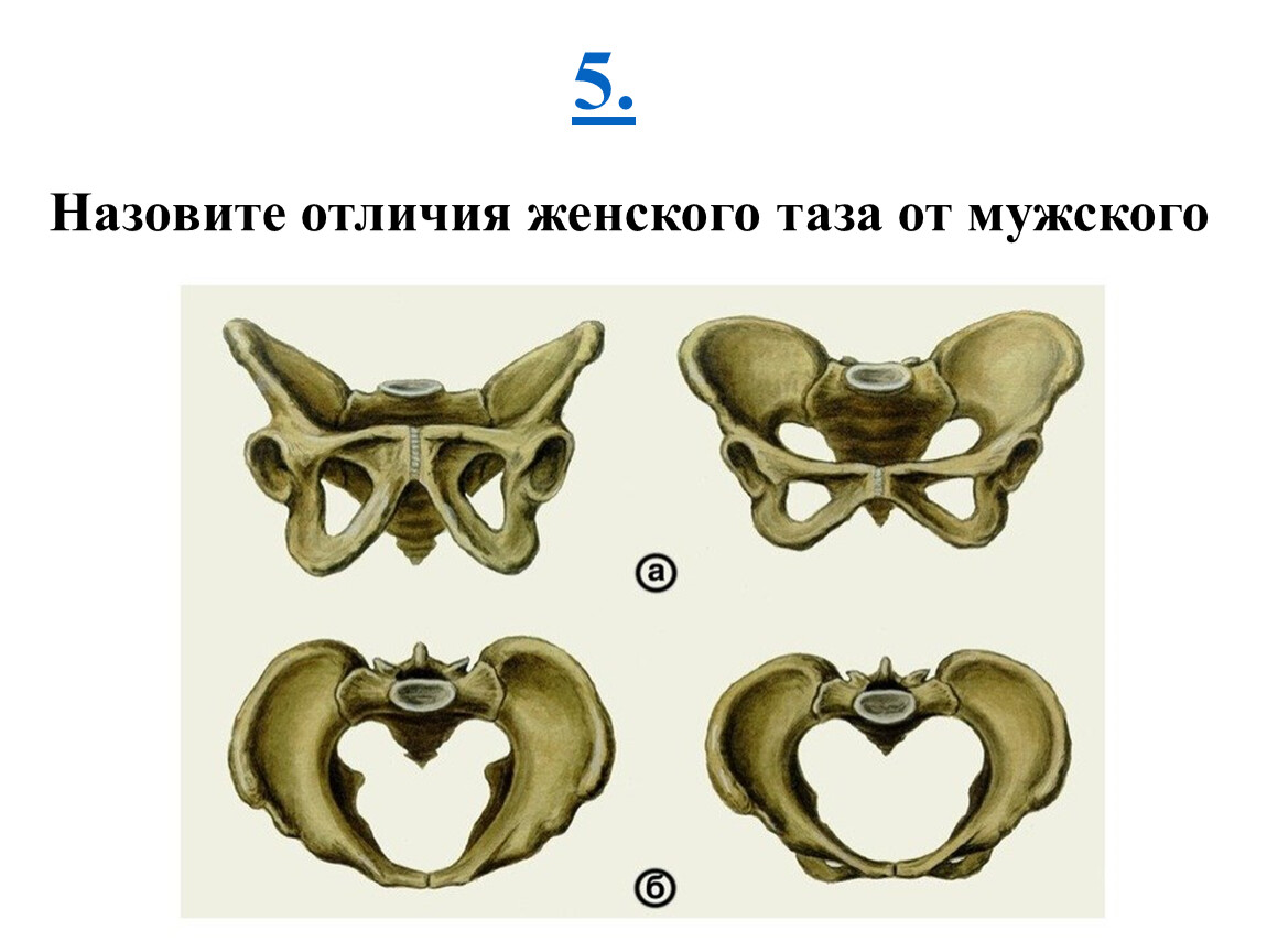 Половые различия женщин. Различия мужского и женского таза. Таз в целом. Строение мужского и женского таза. Таз в целом анатомия.