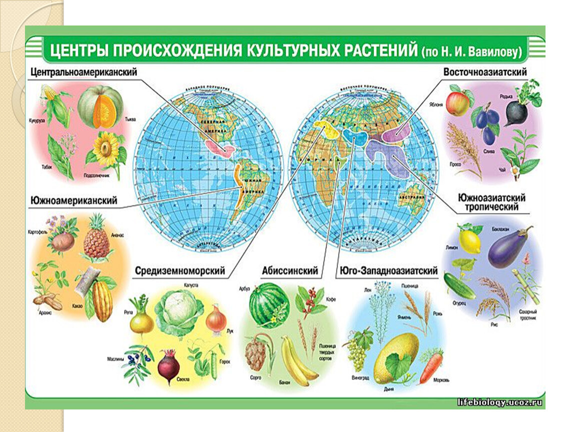 Презентация культурные растения 6 класс по биологии