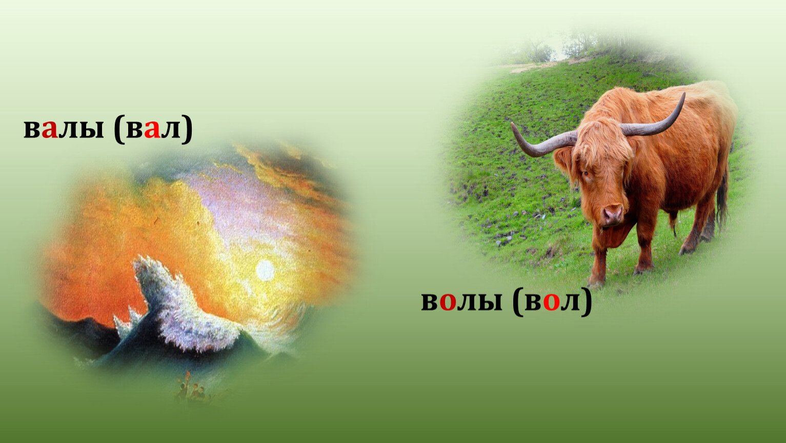 Животное проверочное. Что такое валы и волы. Волы или валы проверочное. Валы и волы значение. Что такое вóла или волá.