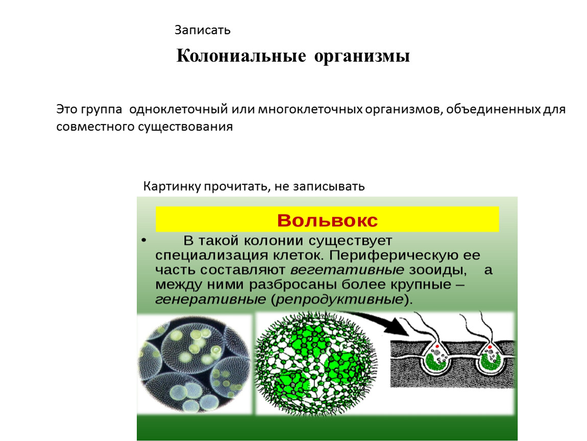 Колониальные организмы это. Этапы размножения водорослей. Бесполое размножение хлореллы. Вегетативное размножение водорослей. Размножение волоросле.