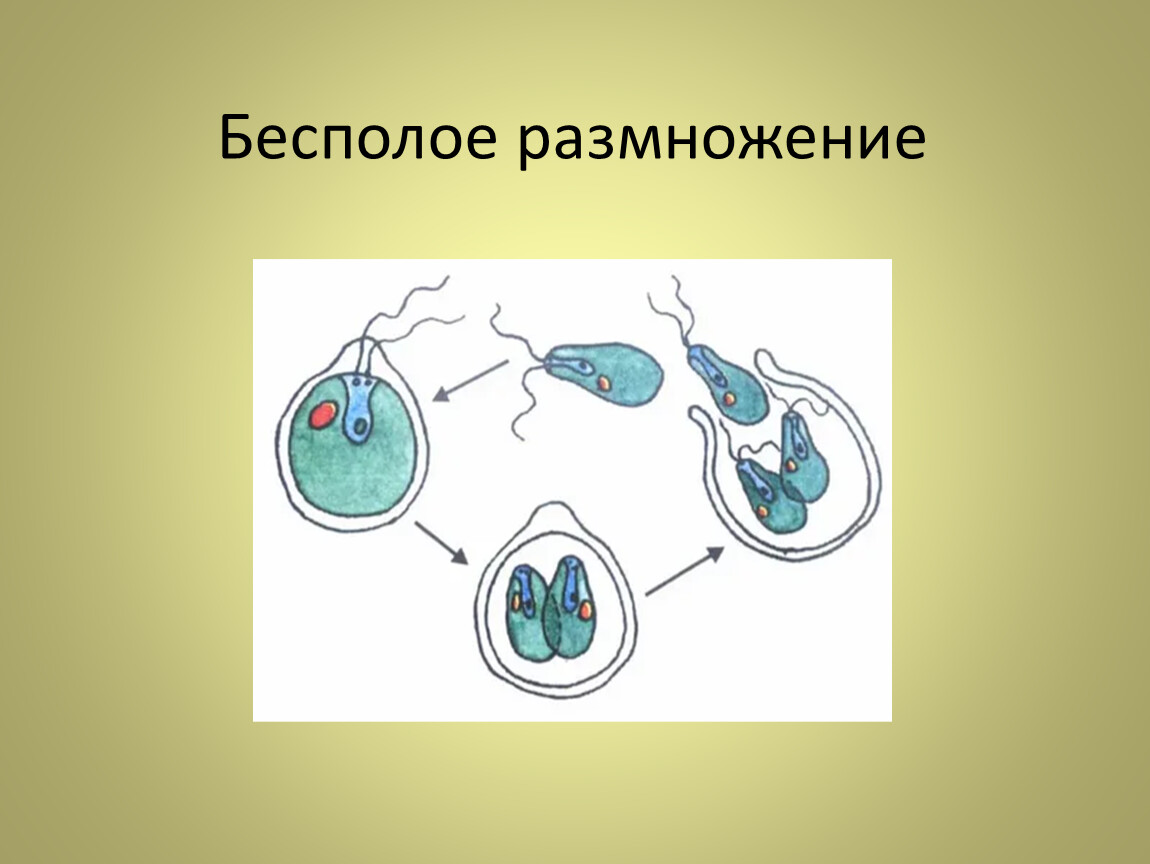 Бесполое оплодотворение. Бесполое размножение 6 класс биология. Бесполое размножение это в биологии. Неполовое размножение. Размножение бесполое размножение.