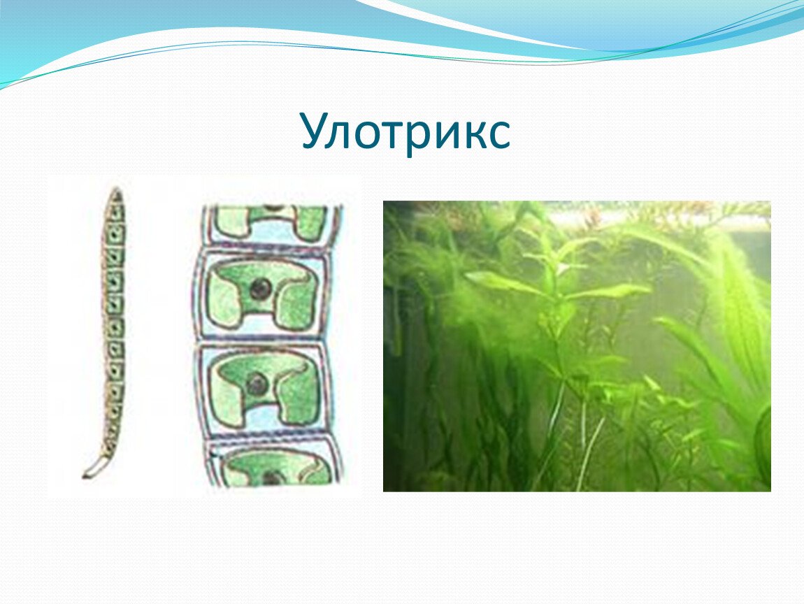Спирогира многоклеточная. Нитчатая водоросль улотрикс. Улотрикс водоросль строение. Улотрикс и спирогира. Многоклеточные водоросли улотрикс.