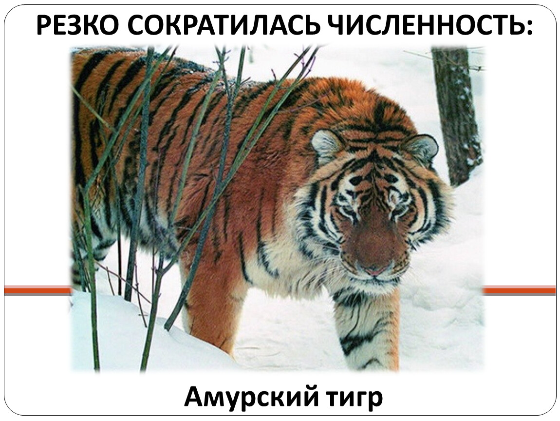 Тигр живет на материке. Ареал Амурского тигра. Тигр ареал обитания. Местообитание Амурского тигра. Обитания тигров в России.