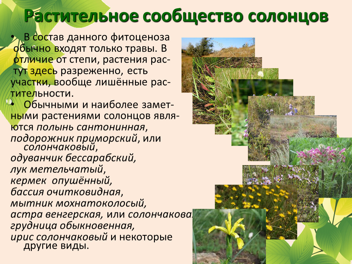Сообщение о любом растительном сообществе. Растительные сообщества. Растительные сообщества картинки. Проект растительные сообщества. Растительные сообщества презентация.