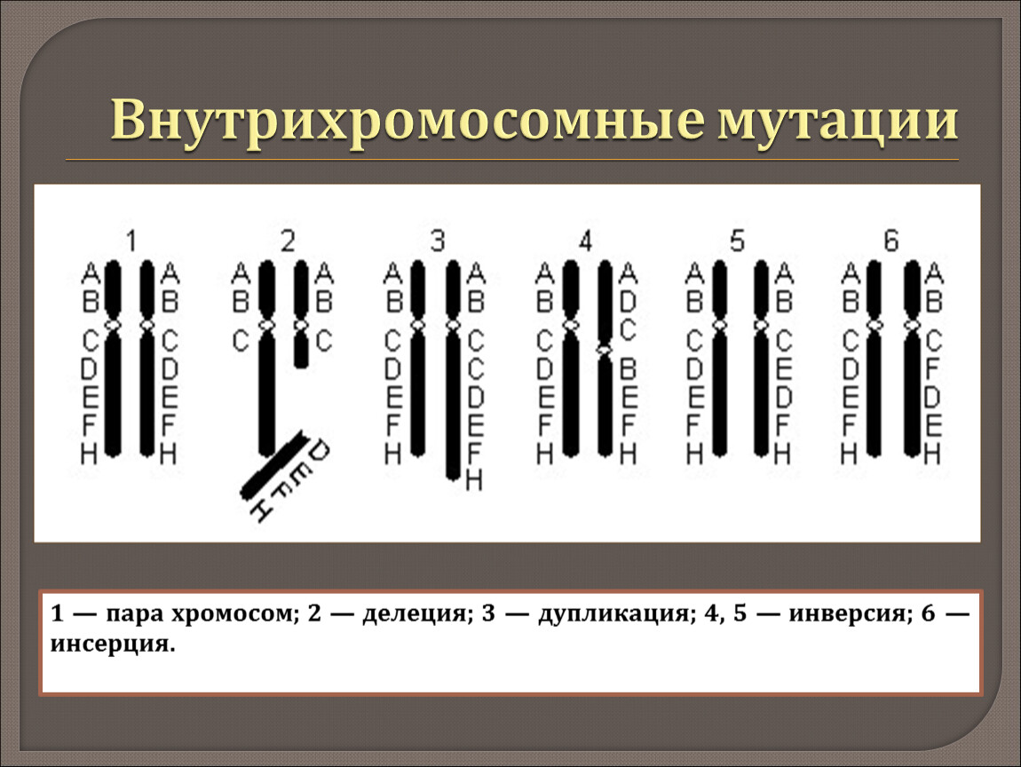 Хромосомные мутации схемы