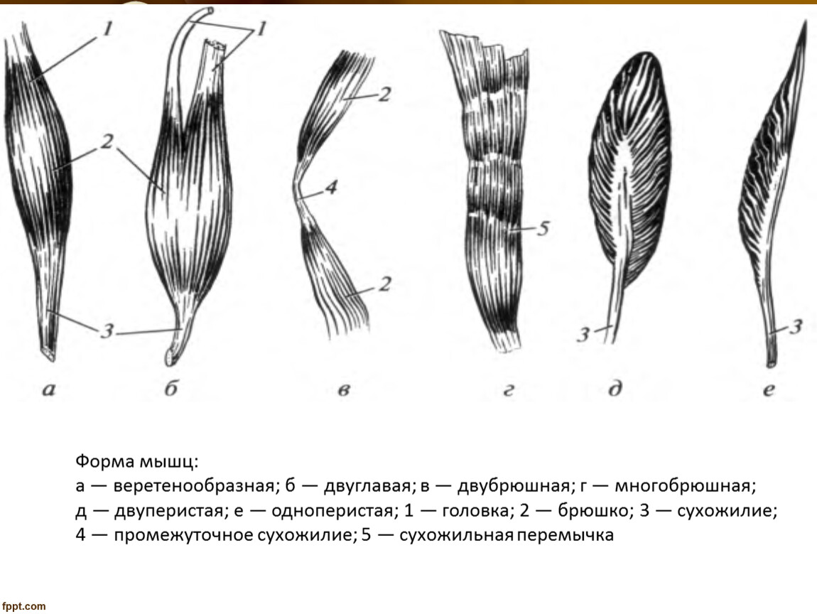 Технологическая карта физиология лесгафта