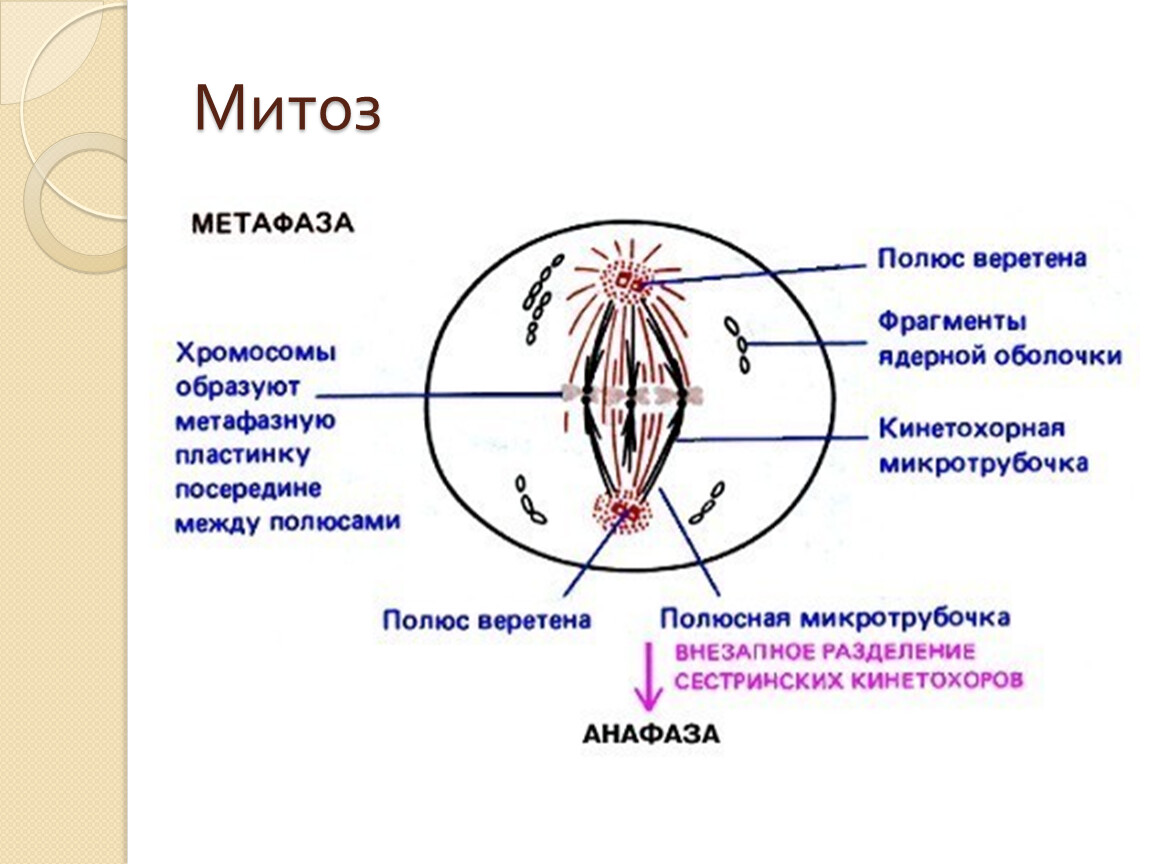 Метафаза хромосомы. Прометафаза метафаза Веретено деления. Метафазная пластинка в митозе. Метафаза метафазная пластинка. Метафаза митоза процессы.