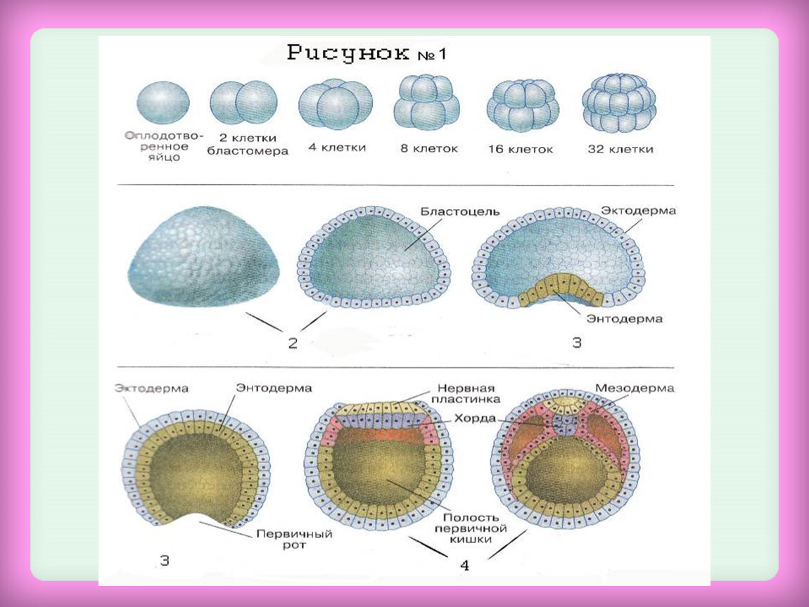 Онтогенез эмбриональное постэмбриональное. Морула бластула бластоцель. Схема индивидуального развития онтогенез. Индивидуальное развитие организма схема. Индивидуальное развитие биология 9 класс.
