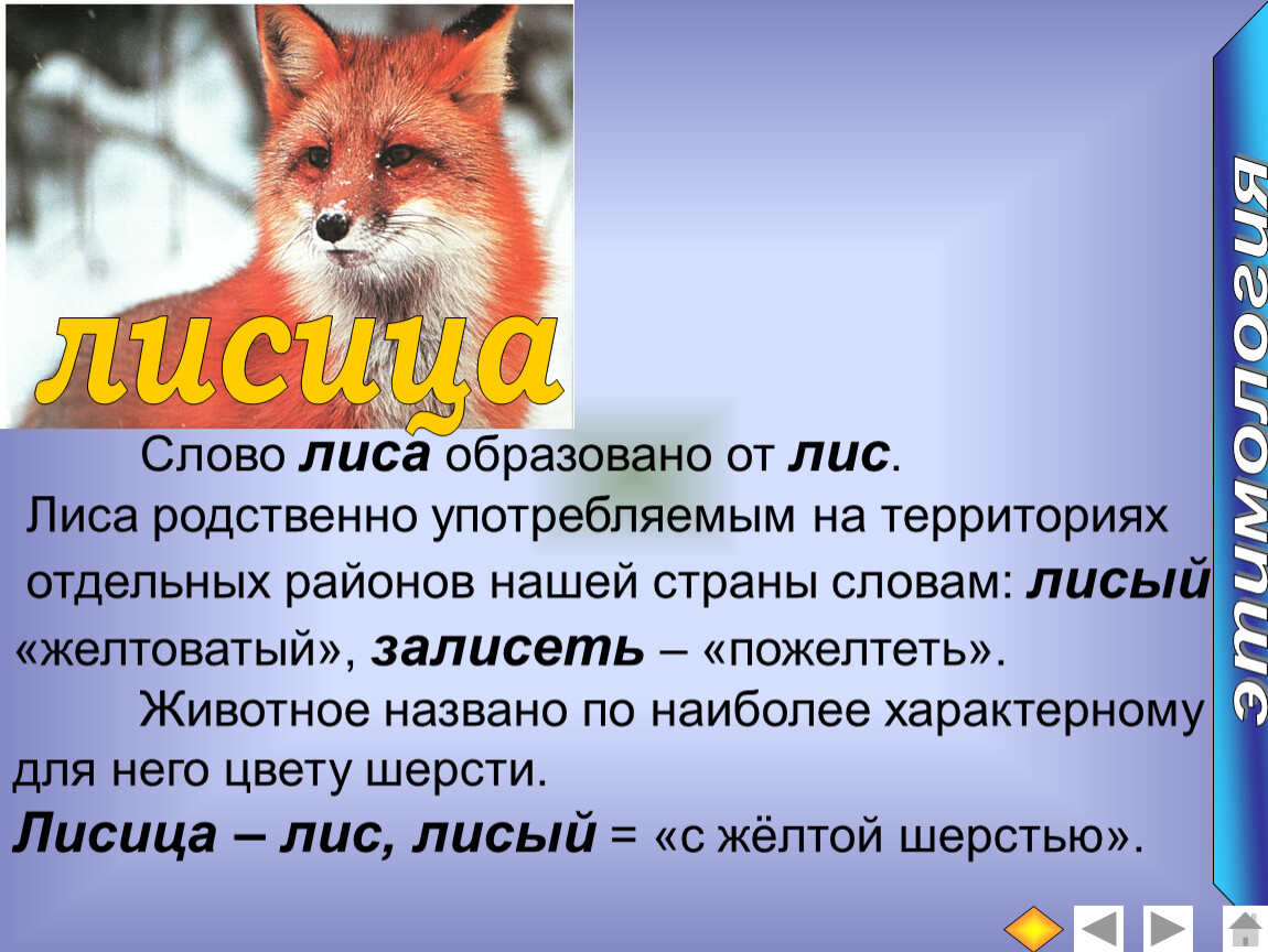 Написать fox. Текст про лису. Лисица описание. Текст о лисах. Лисица предложение.
