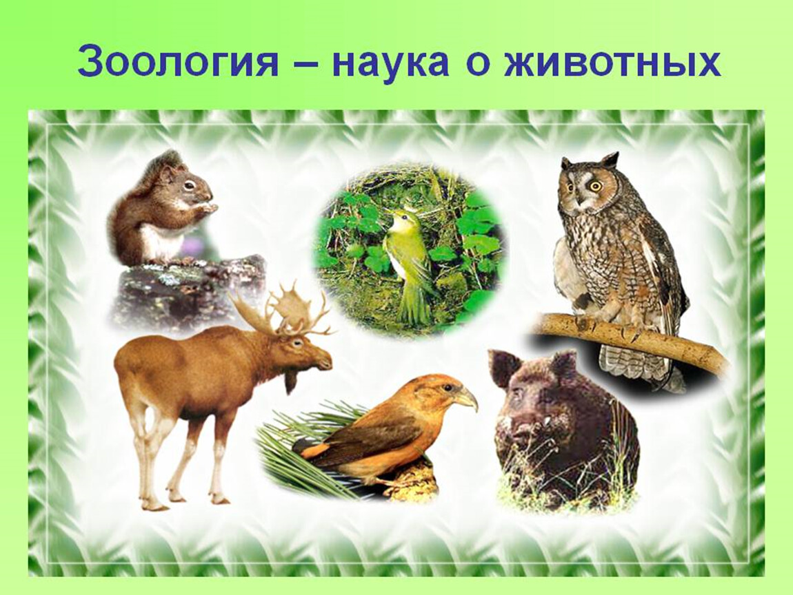 Урок многообразие животных. Зоология. Зоология для дошкольников. Многообразие животных.