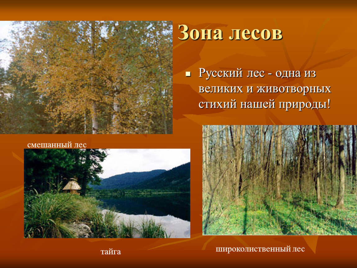 Смешанный лес факторы. Зона лесов. Неживая природа зоны лесов. Зона лесов 4 класс. Неживая природа зоны смешанных лесов.