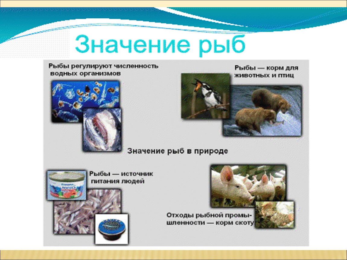 Значение рыб для человека и природы. Роль рыб в природе. Значение рыб. Хозяйственное значение рыб 7 класс биология. Схема значение рыб.