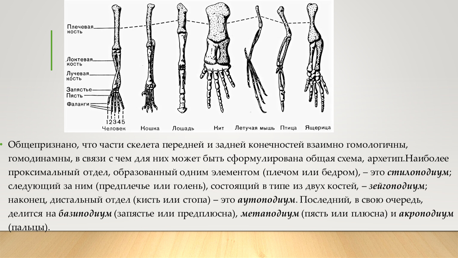 Скелет передних конечностей у млекопитающих