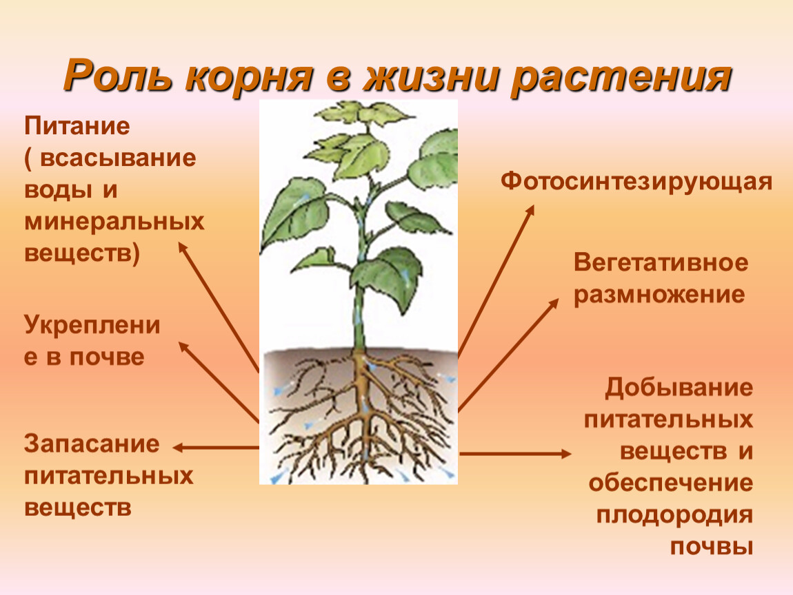 Воздушное питание корня. Роль корня в жизни растения. Корневое питание растений.