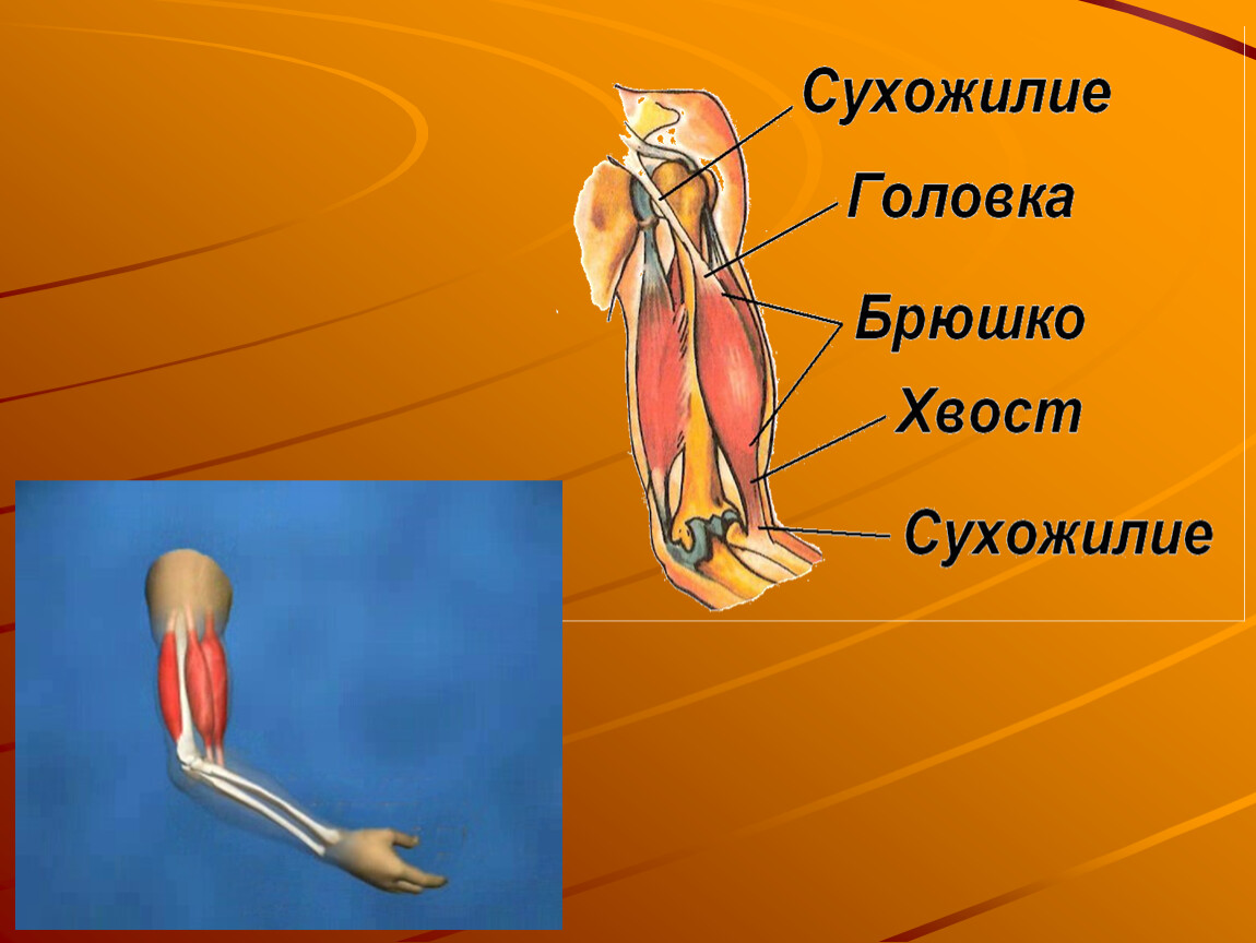 Презентация на тему мышцы