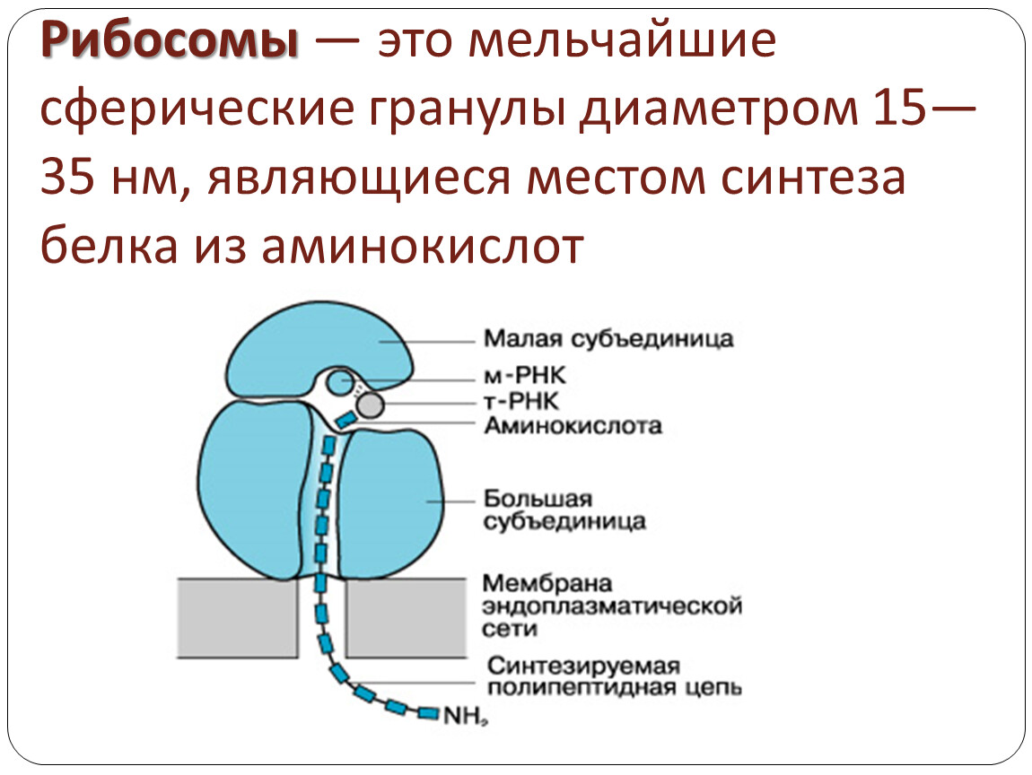 Строение рибосомы. Функции большой субъединицы рибосомы. Схема рибосомы клетки. Строение рибосом биохимия. Строение субъединиц рибосом.