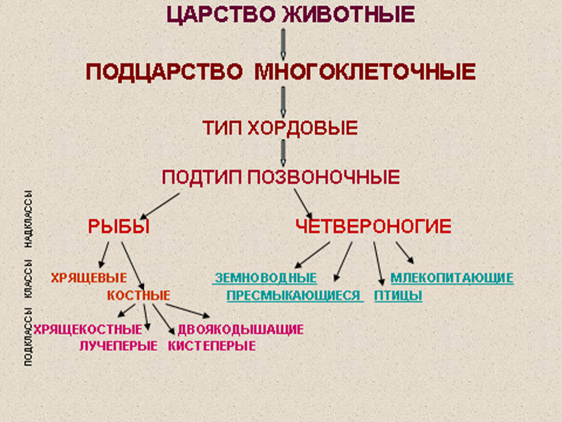 Тип Хордовые Подтип. Тип Хордовые схема. Тип Хордовые Подтип позвоночные. Низшие Хордовые животные.