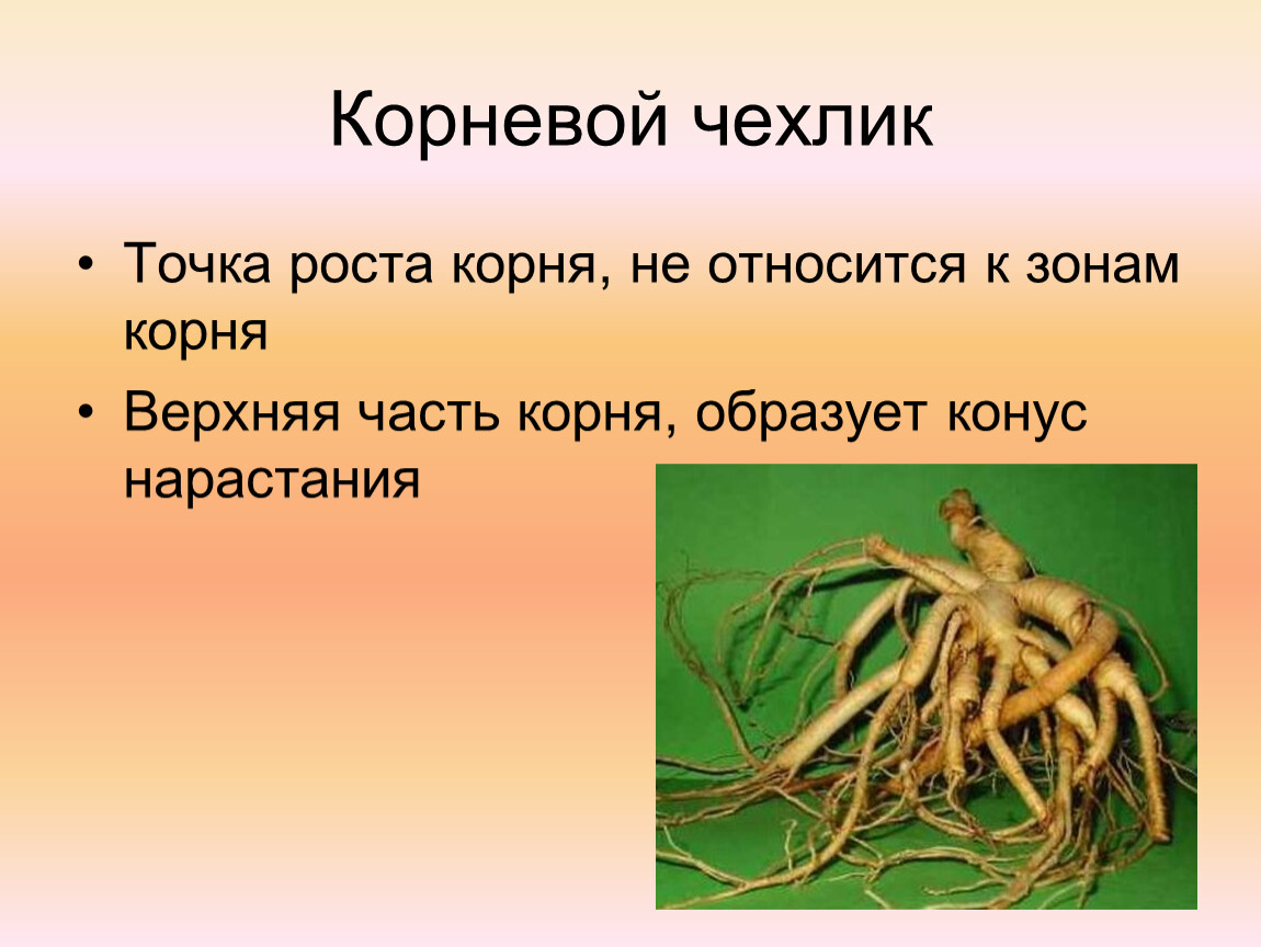 Характерный рост корня. Корни растений. Корень. Чехлик корня. Корень по биологии 6 класс.