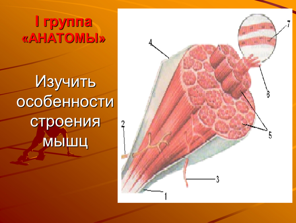 Строение мышцы рисунок