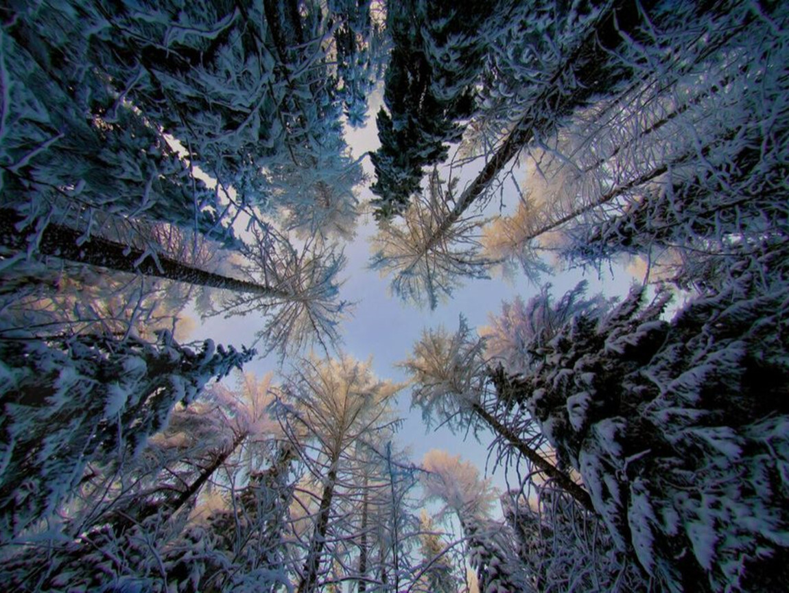 Зимние деревья сверху