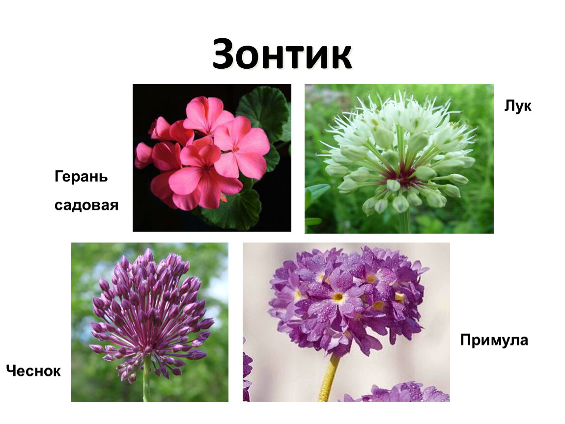 Простой зонтик растения. Соцветие зонтик. Растения с соцветием зон. Соцветие зонтик примеры растений. Цветы с соцветием зонтик.