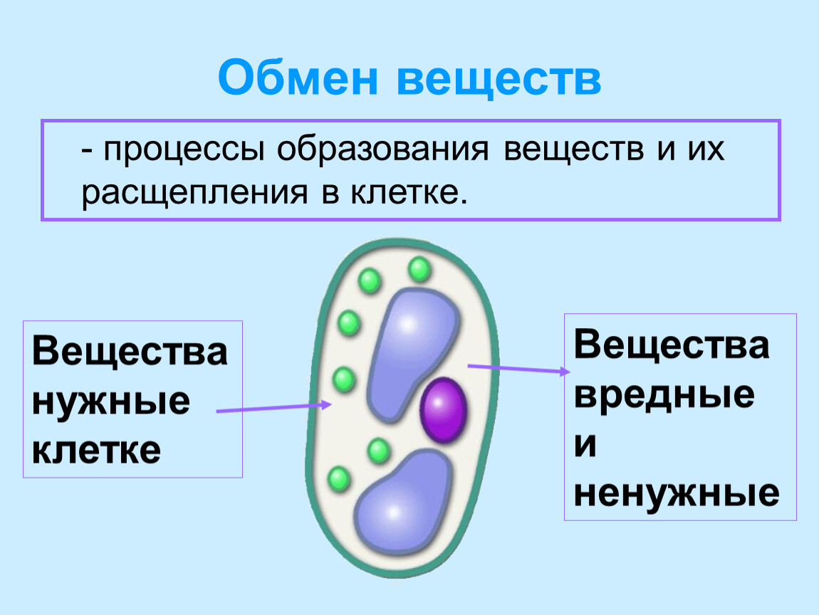 Жизни деятельности клетки