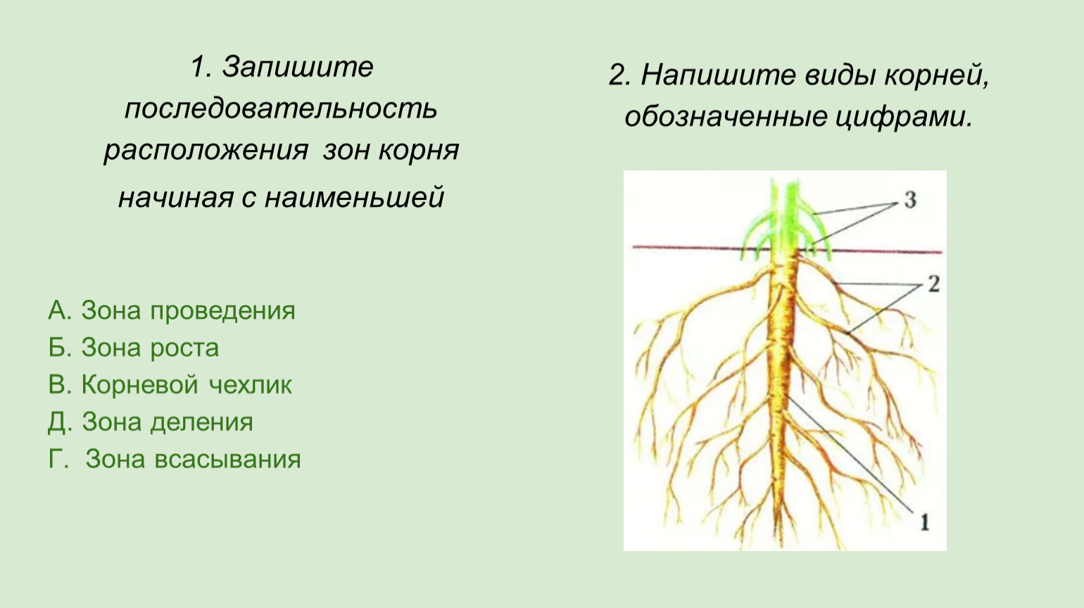 Запишите последовательность расположения зон корня начиная с наименьшей