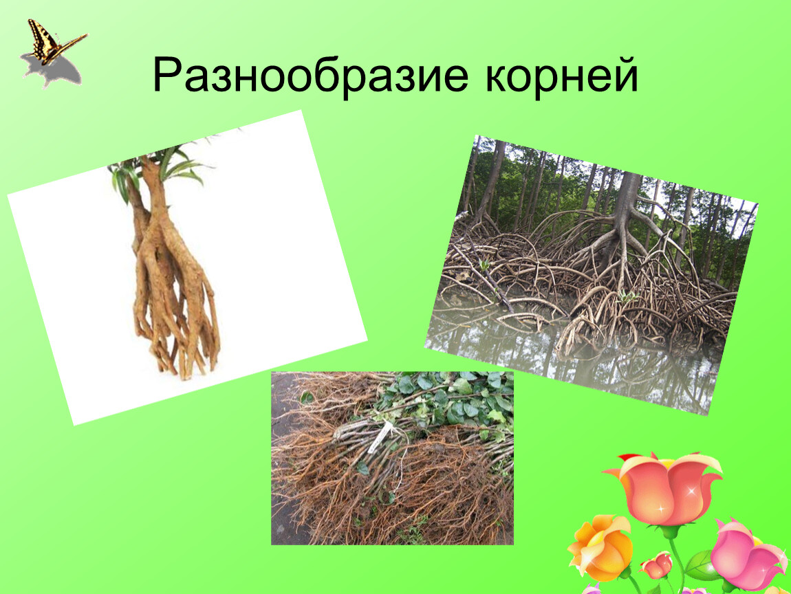 Растительное корневище. Корни растений. Разнообразные корни растений.