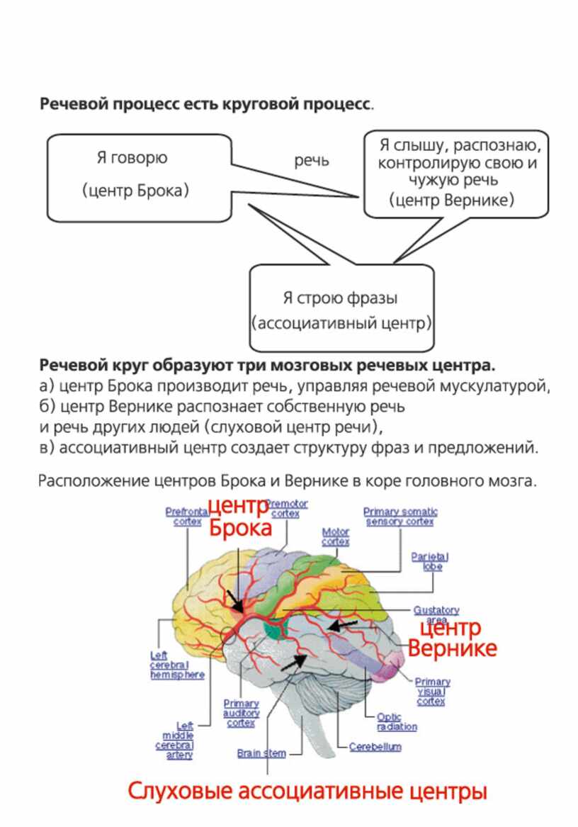 Зона речи. Речевые центры Брока и Вернике. Слуховой центр речи (центр Вернике) располагается в. Отделы мозга центр Брока. Мозг центр Брока Вернике.