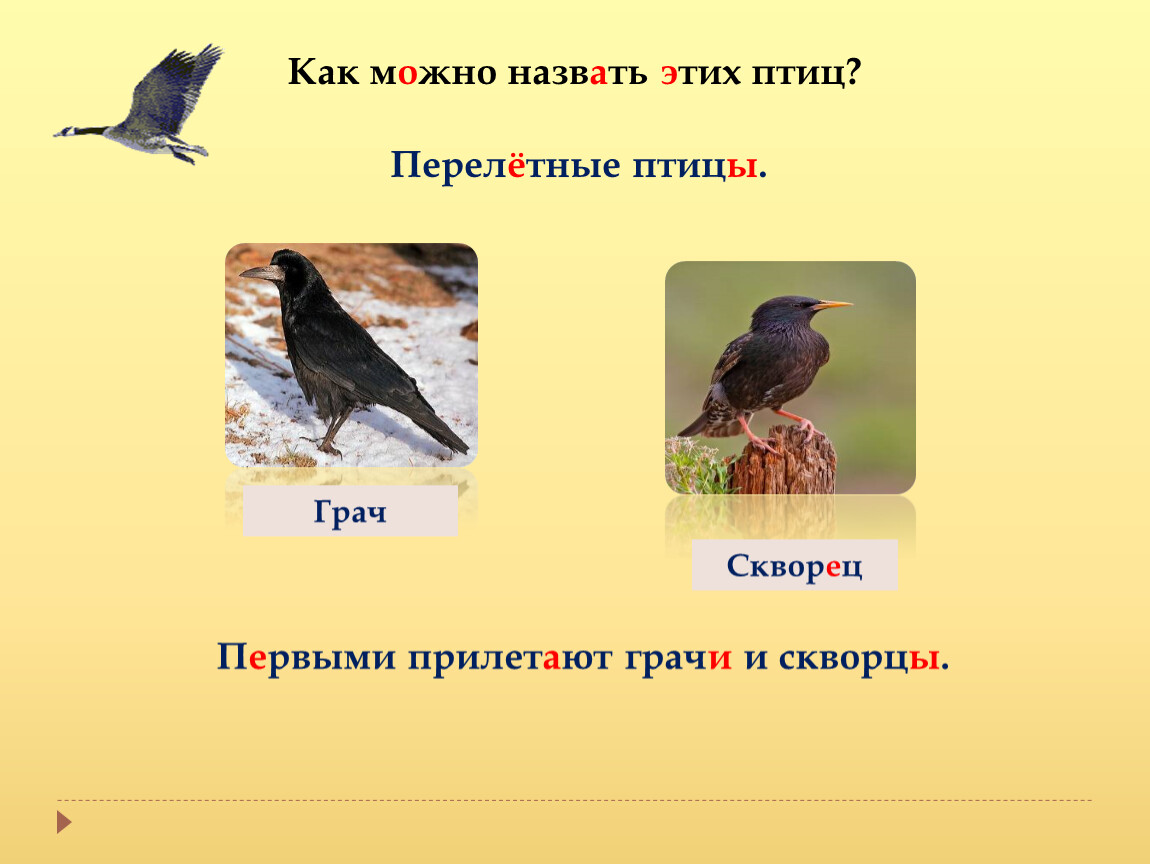 Когда прилетают грачи в москву. Грач Перелетная птица. Когда прилетают Грачи. Перелетные птицы Грач и скворец. Грачи прилетели.