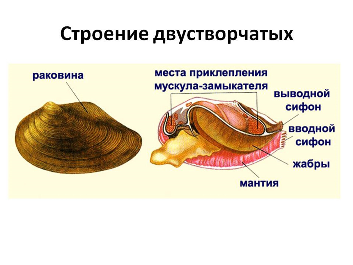 К какой группе организмов относится устрица. Двустворчатые моллюски беззубка. Двустворчатые моллюски внешнее и внутреннее строение. Двустворчатые моллюски перловица. Двустворчатые моллюски строение раковины.