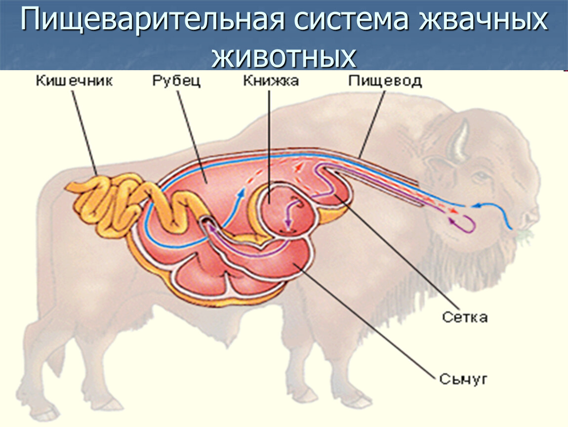 Строение многокамерного желудка жвачных млекопитающих
