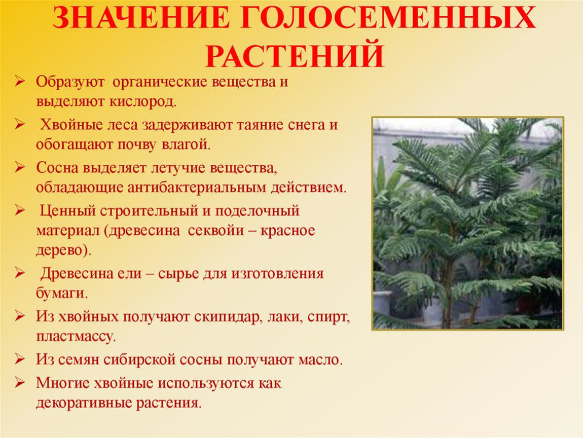 Значение голосеменных растений. Значения голосеменныйрастений. Каково значение голосеменных растений. Значение полосемянных.