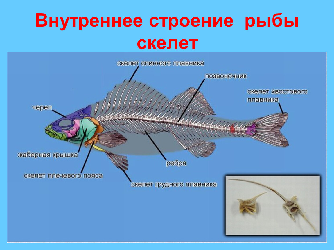 Внутренний скелет костной рыбы. Скелет костной рыбы 7 класс биология. Строение скелета рыбы 7 класс биология. Строение опорно двигательной системы у рыб. Скелет рыбы строение биология.