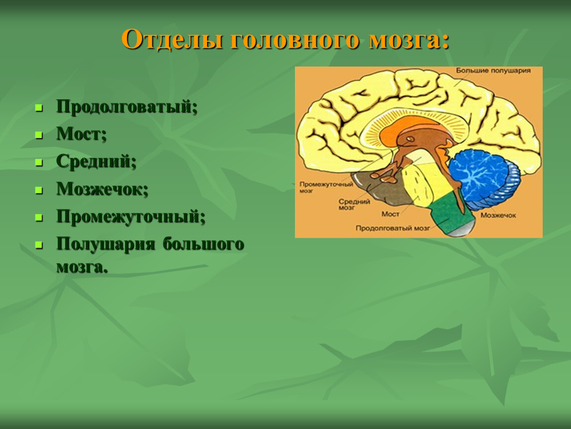 Головной мозг презентация 8 класс