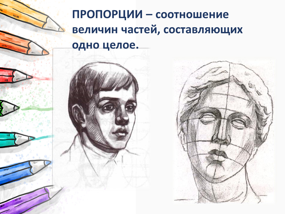 Конструкция головы человека и ее основные пропорции