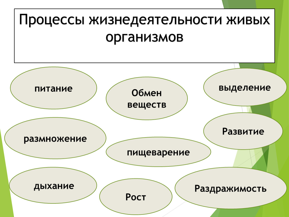 Процессы жизнедеятельности организмов биология