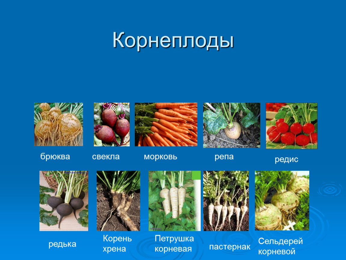 Вегетативные овощи
