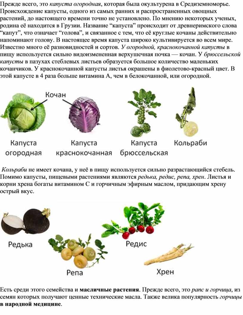 Крестоцветные овощи список и фото с названиями