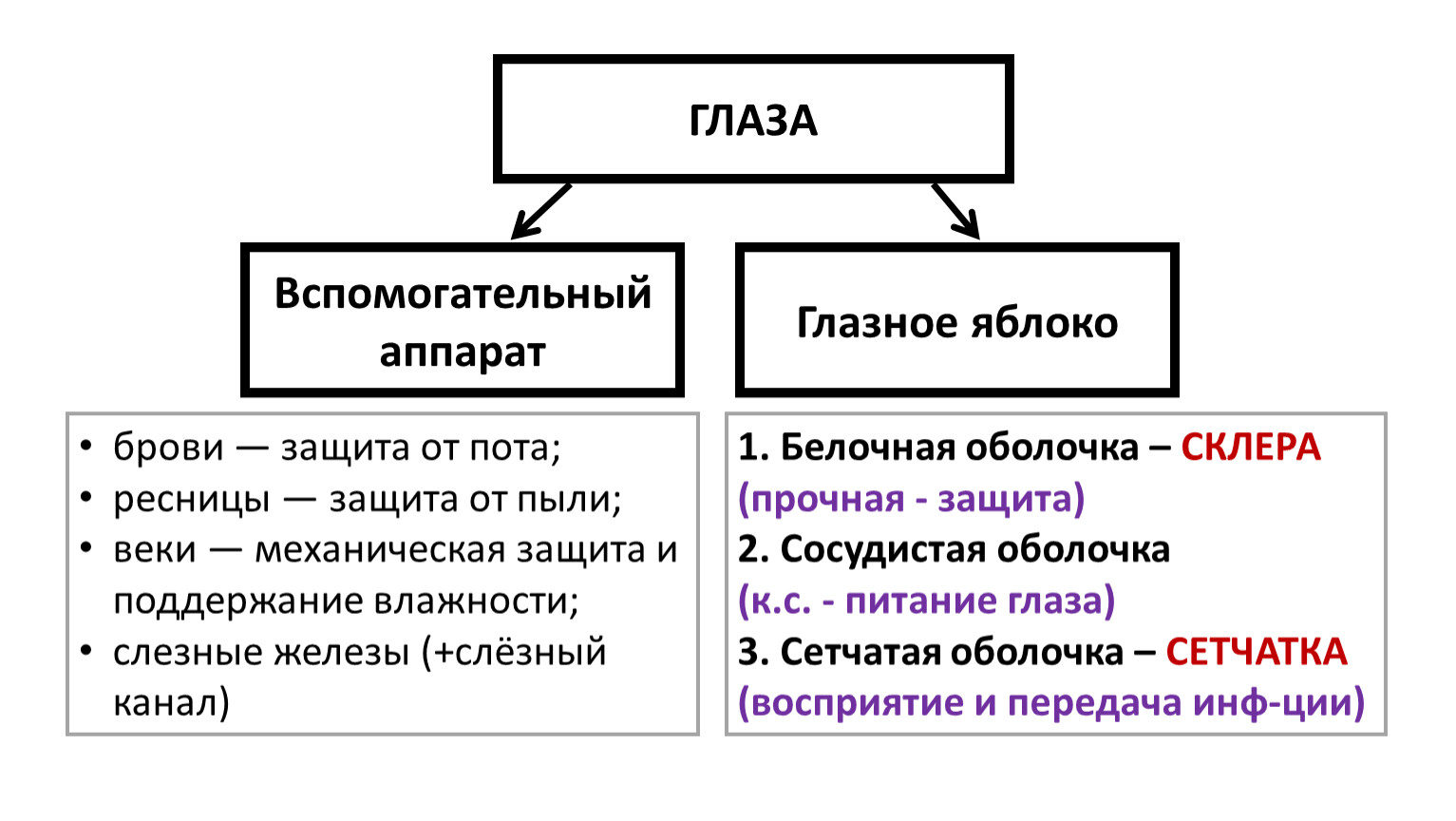 какие функции выполняют брови ресницы веки слезные железы 8